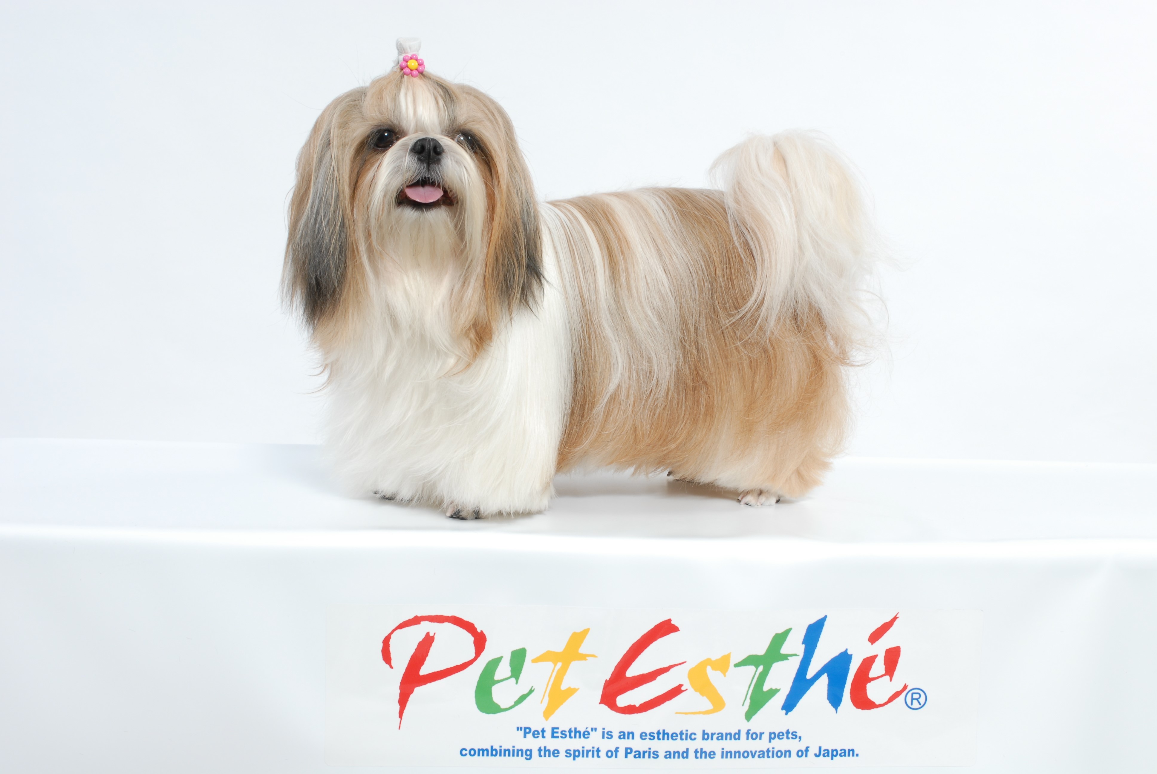 Pet Esthe Hund